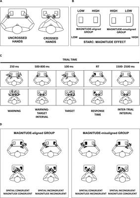 The Magnitude Effect on Tactile Spatial Representation: The Spatial–Tactile Association for Response Code (STARC) Effect